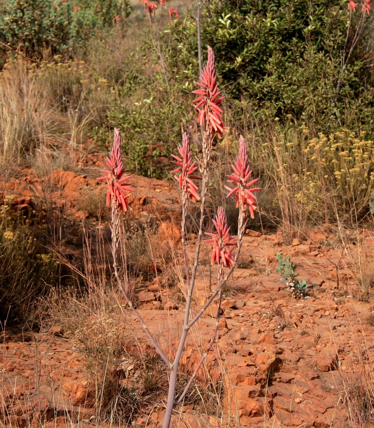 Limpopo River
