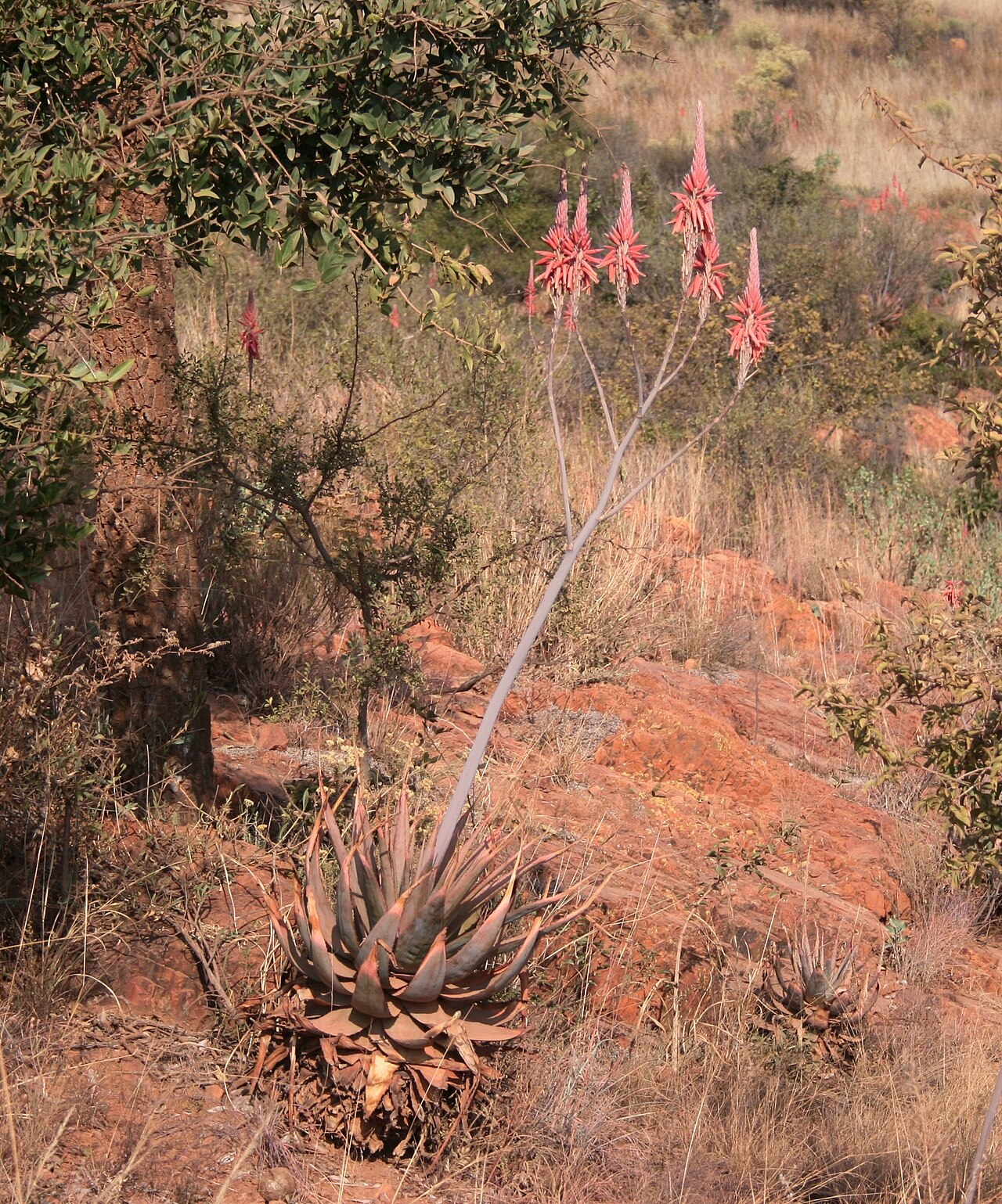 Limpopo River