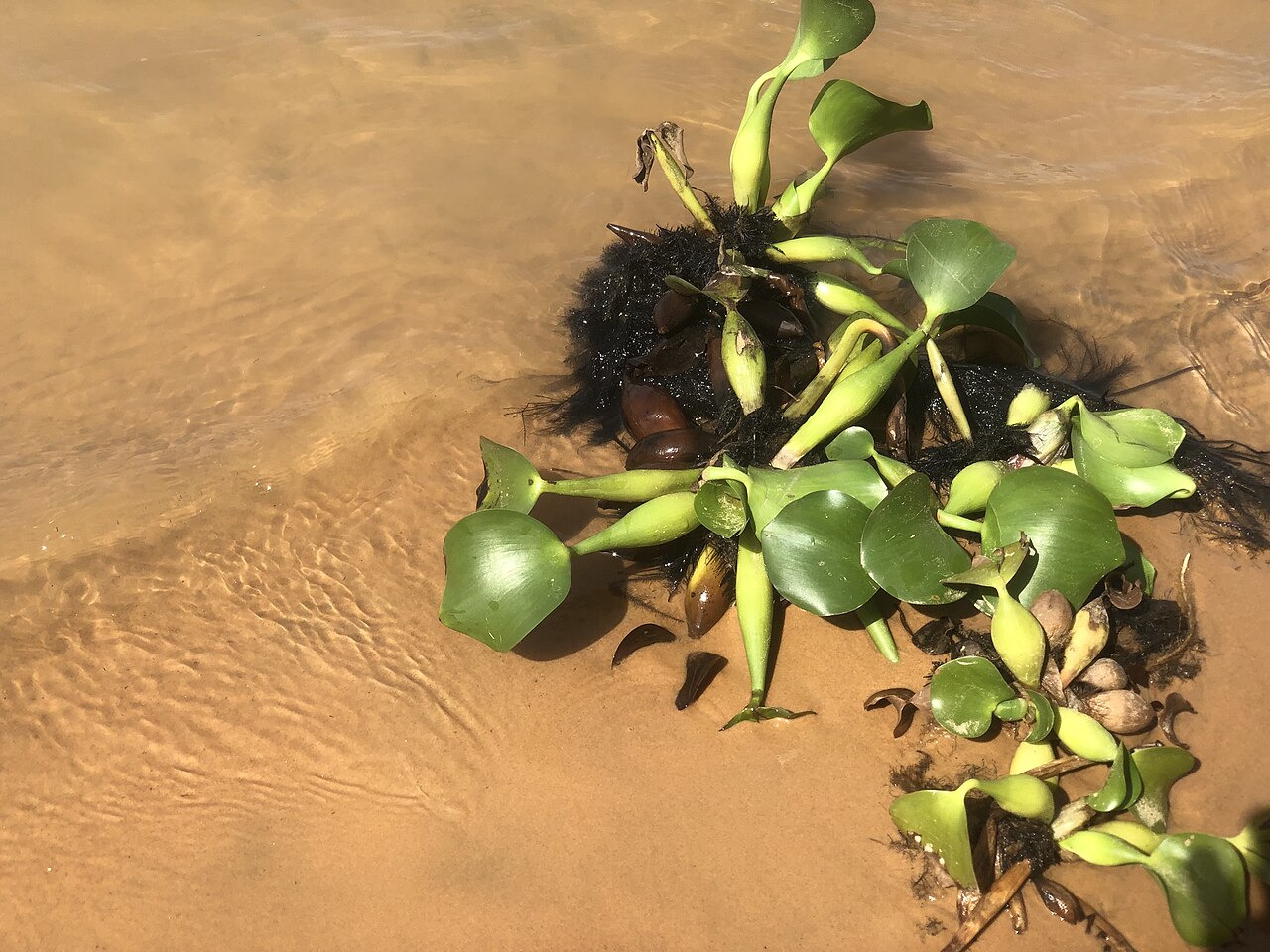 Niger River
