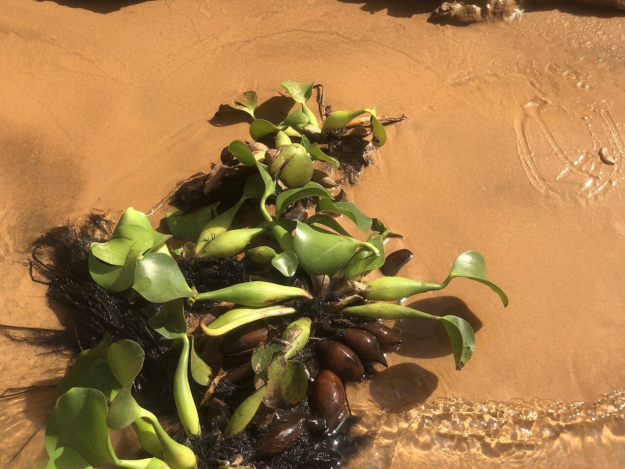 Niger River
